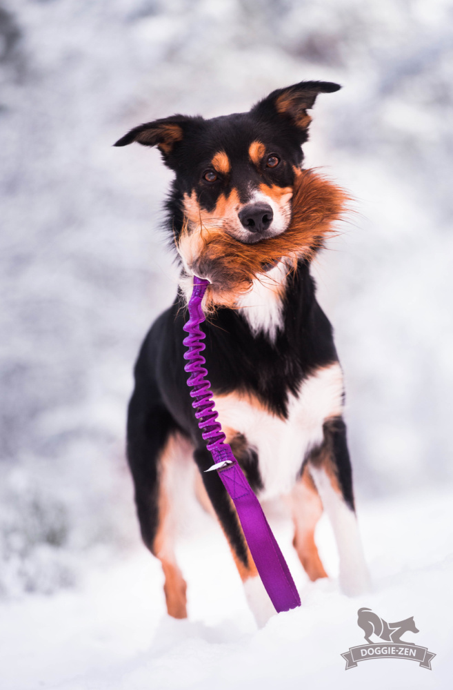 Hovedbilde Elastisk revkampis